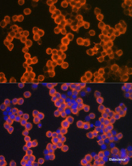 Immunofluorescence analysis of L929 cells using TMX2 Polyclonal Antibody at dilution of 1:100. Blue: DAPI for nuclear staining.