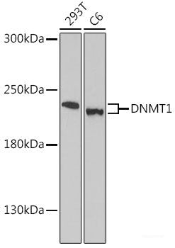 Western blot analysis of extracts of various cell lines using CYP27B1 Polyclonal Antibody at dilution of 1:3000.