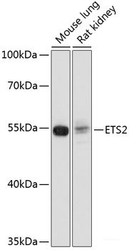 Immunohistochemistry of paraffin-embedded Rat brain using ASIC4 Polyclonal Antibody at dilution of 1:100 (40x lens).