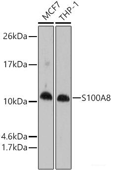 Immunohistochemistry of paraffin-embedded Human placenta using B7-H3/CD276 Polyclonal Antibody at dilution of 1:150 (40x lens).