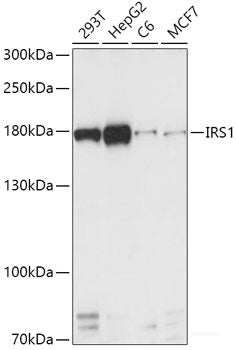 Western blot analysis of extracts of various cell lines using ZNF563 Polyclonal Antibody at dilution of 1:1000.