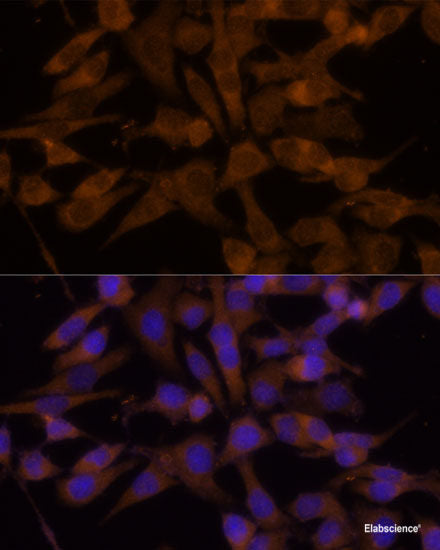 Immunofluorescence analysis of U2OS cells using XBP1 Polyclonal Antibody at dilution of 1:100. Blue: DAPI for nuclear staining.