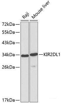 Western blot analysis of extracts of various cell lines using NR0B1 Polyclonal Antibody at dilution of 1:1000.