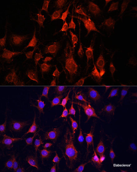 Immunofluorescence analysis of HeLa cells using CD1D Polyclonal Antibody