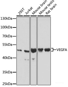 Western blot analysis of extracts of various cell lines using COPS5 Polyclonal Antibody at dilution of 1:1000.