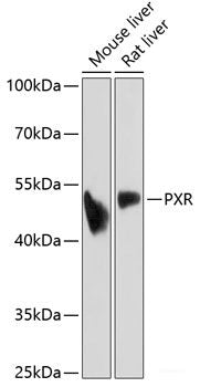 Western blot analysis of extracts of various cell lines using AKR1C3 Polyclonal Antibody at dilution of 1:1000.