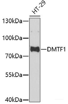 Western blot analysis of extracts of BT-474 cells using TFF1 Polyclonal Antibody at dilution of 1:1000.