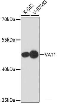 Western blot analysis of extracts of Mouse lung using FGF2 Polyclonal Antibody at dilution of 1:1000.