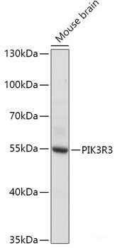Western blot analysis of extracts of HeLa cells using SDC2 Polyclonal Antibody at dilution of 1:1000.