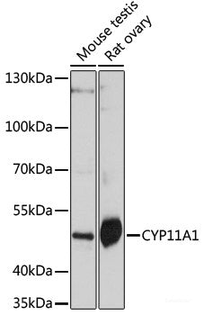 Western blot analysis of extracts of various cell lines using BDNF Monoclonal Antibody at dilution of 1:1000.