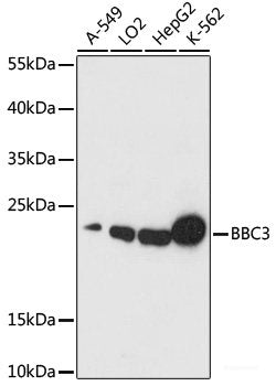 Western blot analysis of extracts of various cell lines using TUBB3 Monoclonal Antibody at dilution of 1:1000.