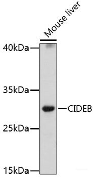 Western blot analysis of extracts of various cell lines using PHF6 Polyclonal Antibody at dilution of 1:1000.