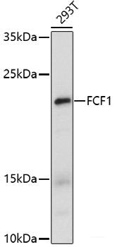 Western blot analysis of extracts of various cell lines using EIF6 Polyclonal Antibody at dilution of 1:1000.