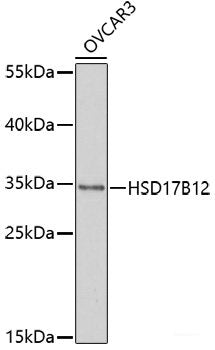 Western blot analysis of extracts of various cell lines using PSAP Polyclonal Antibody at dilution of 1:1000.
