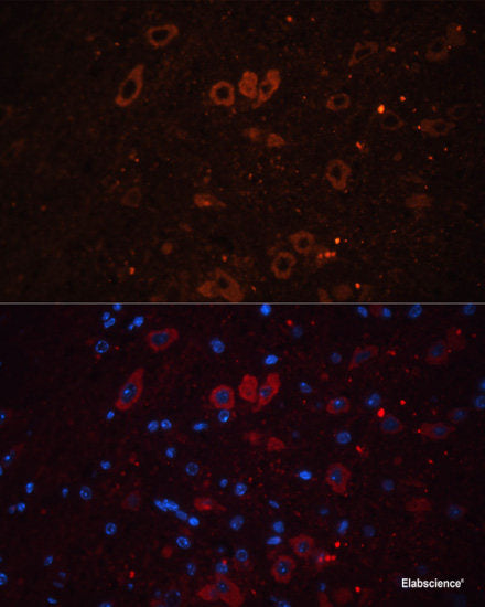 Western blot analysis of extracts of various cell lines using GSTA1 Polyclonal Antibody at dilution of 1:1000.