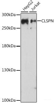 Western blot analysis of extracts of HeLa cells using JNK1/2 Polyclonal Antibody at dilution of 1:500.