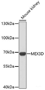 Immunofluorescence analysis of L929 cells using PNPO Polyclonal Antibody at dilution of 1:100. Blue: DAPI for nuclear staining.
