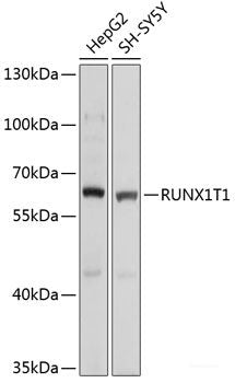 Western blot analysis of extracts of various cell lines using LY96 Polyclonal Antibody at dilution of 1:1000.