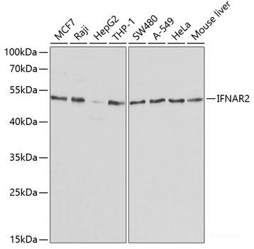 Western blot analysis of extracts of various cell lines using BRD3 Polyclonal Antibody at dilution of 1:1000.