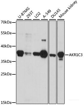 Western blot analysis of extracts of various cell lines using MNAT1 Polyclonal Antibody at dilution of 1:1000.