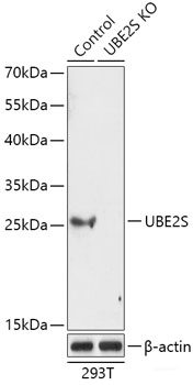 Immunofluorescence analysis of NIH-3T3 cells using Glypican 3 Polyclonal Antibody at dilution of 1:100 (40x lens). Blue: DAPI for nuclear staining.
