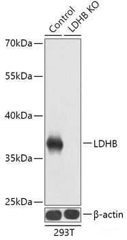 Western blot analysis of extracts of various cell lines using ODC1 Polyclonal Antibody at dilution of 1:1000.