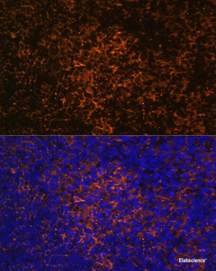 Western blot analysis of extracts of various cell lines using UBE2D1 Polyclonal Antibody at dilution of 1:1000.