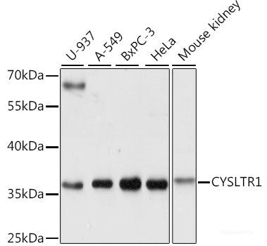 Western blot analysis of extracts of various cell lines using SMARCC2 Polyclonal Antibody at dilution of 1:1000.