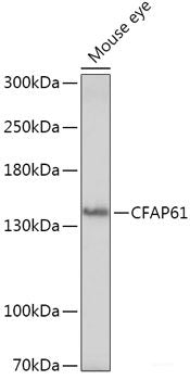 Western blot analysis of extracts of various cell lines using NR1I3 Polyclonal Antibody at dilution of 1:1000.
