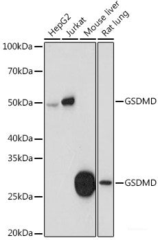 Western blot analysis of extracts of various cell lines using HSD17B2 Polyclonal Antibody at dilution of 1:1000.