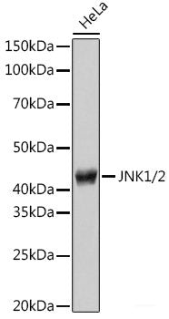 Western blot analysis of extracts of various cell lines using PSMC2 Polyclonal Antibody at dilution of 1:1000.