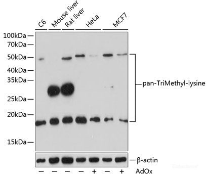 Immunohistochemistry of paraffin-embedded Rat intestine using PSMC3 Polyclonal Antibody at dilution of 1:200 (40x lens).