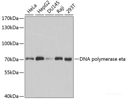 Western blot analysis of extracts of various cell lines using PSMD2 Polyclonal Antibody at dilution of 1:600.