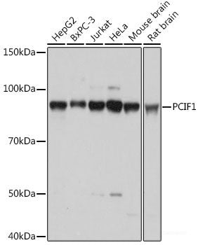 Western blot analysis of extracts of various cell lines using PTP4A3 Polyclonal Antibody at dilution of 1:1000.
