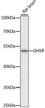 Western blot analysis of extracts of various cell lines using BAG6 Polyclonal Antibody at dilution of 1:1000.