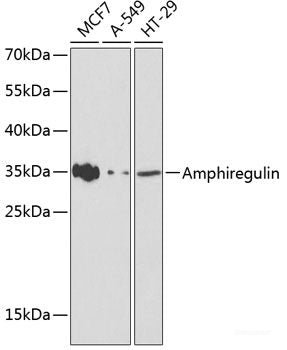 Western blot analysis of extracts of various cell lines using PCK1 Polyclonal Antibody.