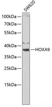 Western blot analysis of extracts of Mouse brain using GSK3B Polyclonal Antibody at dilution of 1:1000.
