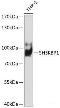 Immunofluorescence analysis of A549 cells using SMARCA4 Polyclonal Antibody