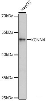 Western blot analysis of extracts of various cell lines using LXR alpha Polyclonal Antibody at dilution of 1:1000.