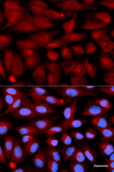 Immunofluorescence analysis of C6 cells using MAP2K7 Polyclonal Antibody at dilution of 1:100. Blue: DAPI for nuclear staining.