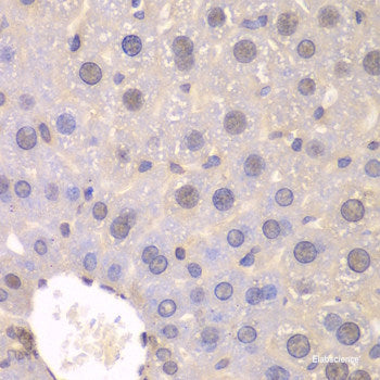Immunohistochemistry of paraffin-embedded Rat brain using TRIM28 Polyclonal Antibody at dilution of 1:100 (40x lens).