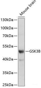 Western blot analysis of extracts of various cell lines using EDF1 Polyclonal Antibody at dilution of 1:1000.