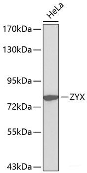 Western blot analysis of extracts of various cell lines using Asymmetric DiMethyl-Histone H4-R3 Polyclonal Antibody.
