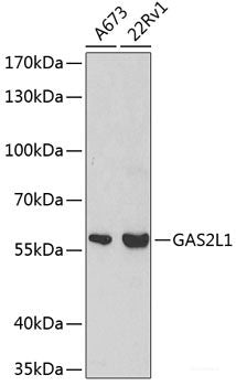 Immunofluorescence analysis of C6 cells using BRCA2 Polyclonal Antibody at dilution of 1:100. Blue: DAPI for nuclear staining.