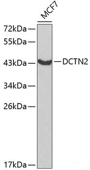Western blot analysis of extracts of various cell lines using ITGB3 Polyclonal Antibody at dilution of 1:1000.