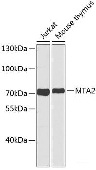 Western blot analysis of extracts of various cell lines using VEGFC Polyclonal Antibody at dilution of 1:500.