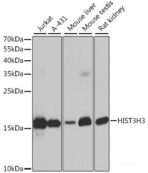 Western blot analysis of extracts of 293T cells using PPP1R1B Polyclonal Antibody at dilution of 1:1000.