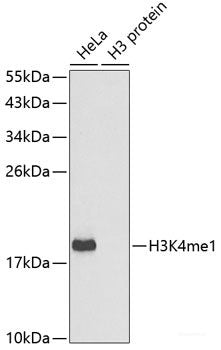 Western blot analysis of extracts of various cell lines using Vimentin Polyclonal Antibody at dilution of 1:1000.