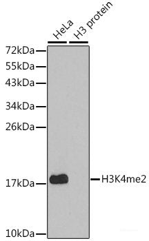 Immunohistochemistry of paraffin-embedded Rat brain using MEF2C Polyclonal Antibody at dilution of 1:100 (40x lens).