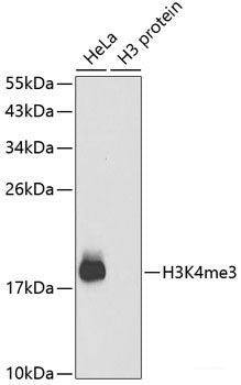 Western blot analysis of extracts from normal (control) and APEX1 knockout (KO) 293T cells using APEX1 Polyclonal Antibody at dilution of 1:3000.